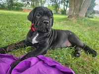 Bruno , a male Cane Corso for sale in New Castle, DE – 3 of 3