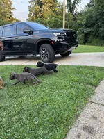 Optimus , a male Cane Corso for sale in New Castle, DE – 4 of 4