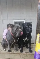 Optimus , a male Cane Corso for sale in New Castle, DE – 2 of 4