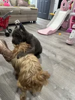 Luna, a female Cane Corso for sale in New Castle, DE – 4 of 4