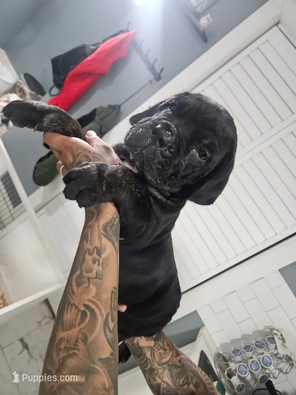 Optimus  – Cane Corso puppy for sale in New Castle, DE