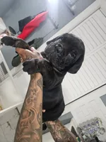 Optimus , a male Cane Corso for sale in New Castle, DE – 1 of 4