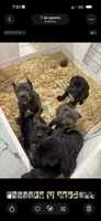 Luna, a female Cane Corso for sale in New Castle, DE – 2 of 4