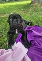 Bruno , a male Cane Corso for sale in New Castle, DE – 2 of 3