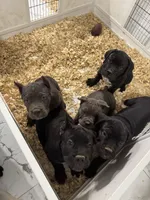 Optimus , a male Cane Corso for sale in New Castle, DE – 3 of 4
