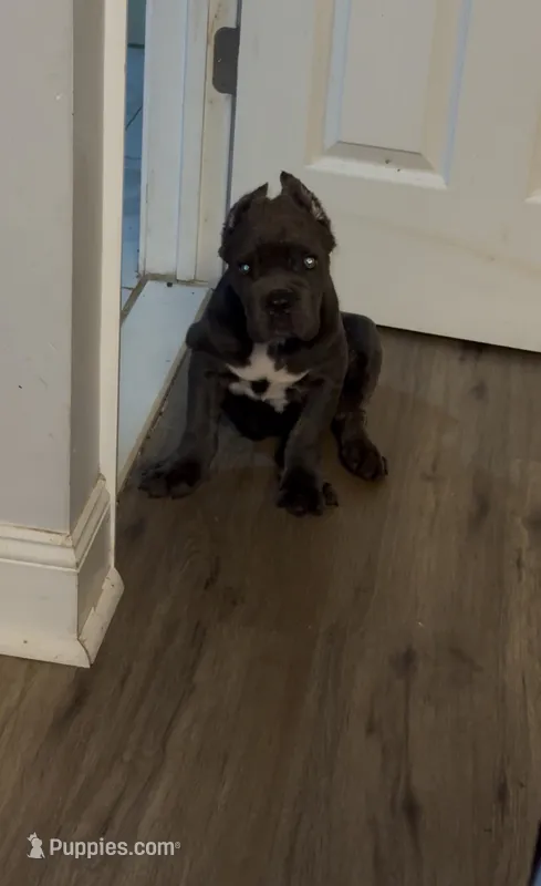 Logan  – Cane Corso puppy for sale in New Castle, DE