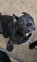 Luna, a female Cane Corso for sale in New Castle, DE – 3 of 4
