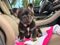 Shy Baby | AKC Registered Fluffy French Bulldog Puppy | Ready Now, a male French Bulldog for sale in Augusta, GA – 2 of 7