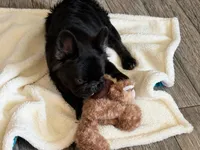 Klaus, a male French Bulldog for sale in Augusta, GA – Photo 8 of 9