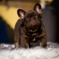 Klaus, a male French Bulldog for sale in Augusta, GA – Photo 6 of 9