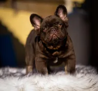 Klaus, a male French Bulldog for sale in Augusta, GA – Photo 6 of 7