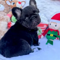 Klaus, a male French Bulldog for sale in Augusta, GA – Photo 4 of 9