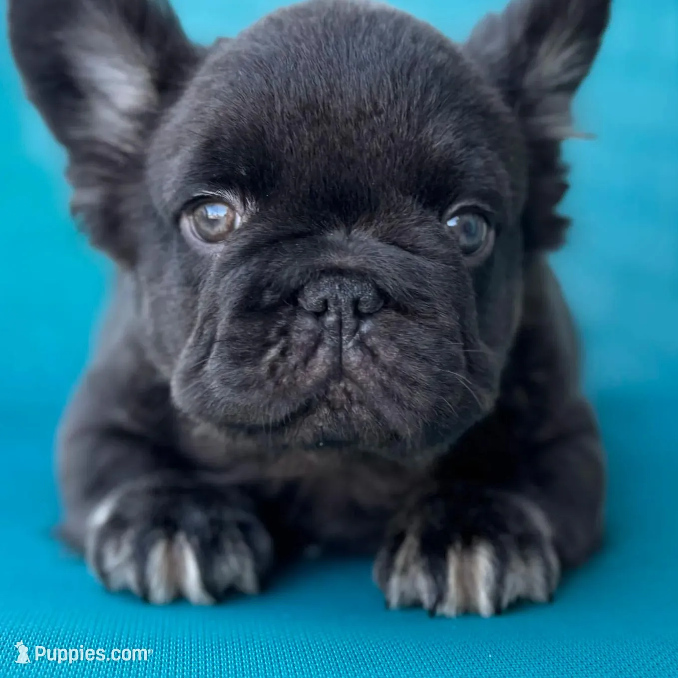 Klaus, a male French Bulldog for sale in Augusta, GA – Photo 2 of 7