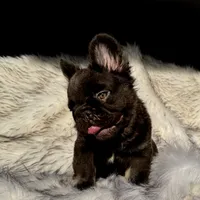 Klaus, a male French Bulldog for sale in Augusta, GA – Photo 7 of 9