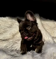 Klaus, a male French Bulldog for sale in Augusta, GA – Photo 7 of 7