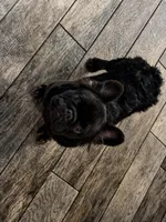 Klaus, a male French Bulldog for sale in Augusta, GA – Photo 9 of 9