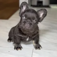 Klaus, a male French Bulldog for sale in Augusta, GA – Photo 5 of 9