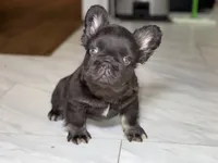 Klaus, a male French Bulldog for sale in Augusta, GA – Photo 5 of 7