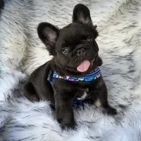 Klaus, a male French Bulldog for sale in Augusta, GA – Photo 1 of 9