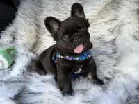 Klaus, a male French Bulldog for sale in Augusta, GA – Photo 3 of 7