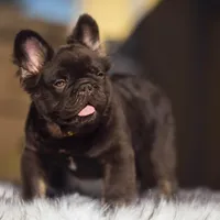 Klaus, a male French Bulldog for sale in Augusta, GA – Photo 2 of 9