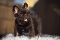 Klaus, a male French Bulldog for sale in Augusta, GA – Photo 1 of 7