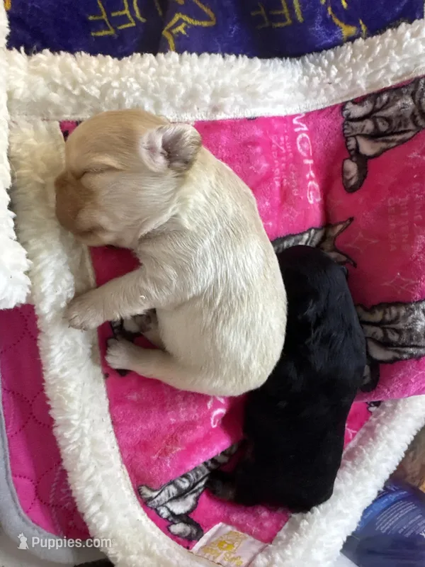 Felix , a male French Bulldog for sale in Augusta, GA – Photo 1 of 1