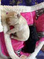 Felix , a male French Bulldog for sale in Augusta, GA – 2 of 2