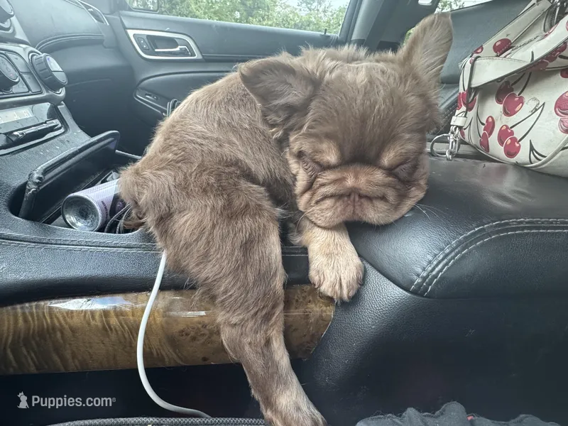 Felix  – French Bulldog puppy for sale in Augusta, GA