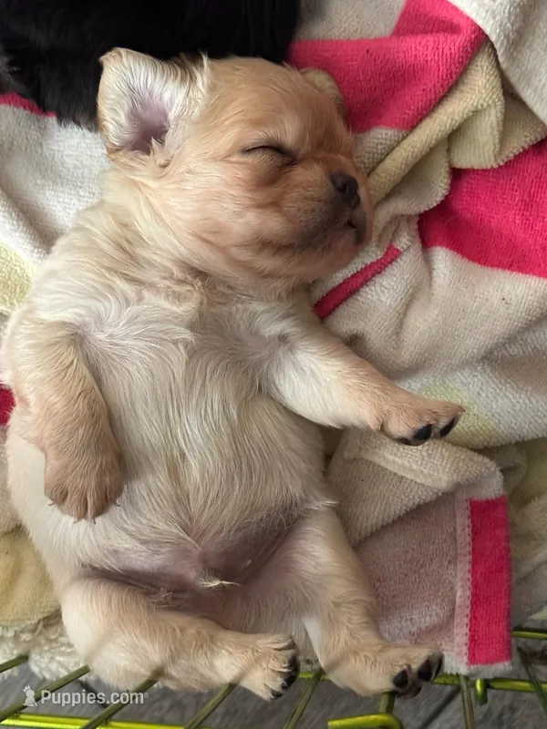 Felix  – French Bulldog puppy for sale in Augusta, GA