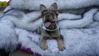 Cash | Rojo Merle Fluffy  Frenchie Puppy | Ready Now, a male French Bulldog for sale in Augusta, GA – 10 of 10