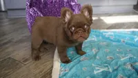 Sake, a male French Bulldog for sale in Augusta, GA – Photo 10 of 10
