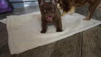Sake, a male French Bulldog for sale in Augusta, GA – Photo 9 of 10