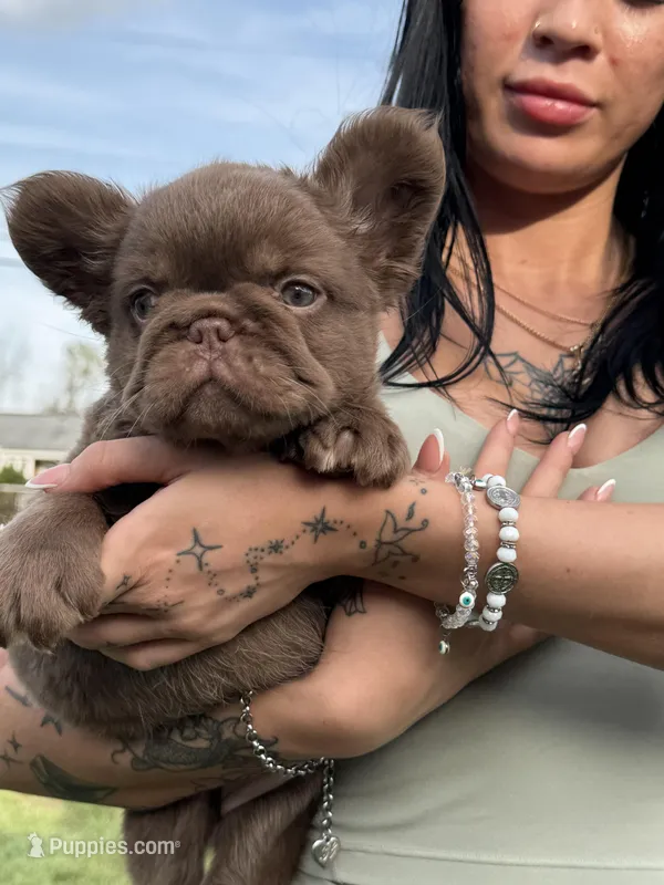 Sake – French Bulldog puppy for sale in Augusta, GA