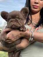 Sake, a male French Bulldog for sale in Augusta, GA – Photo 1 of 7