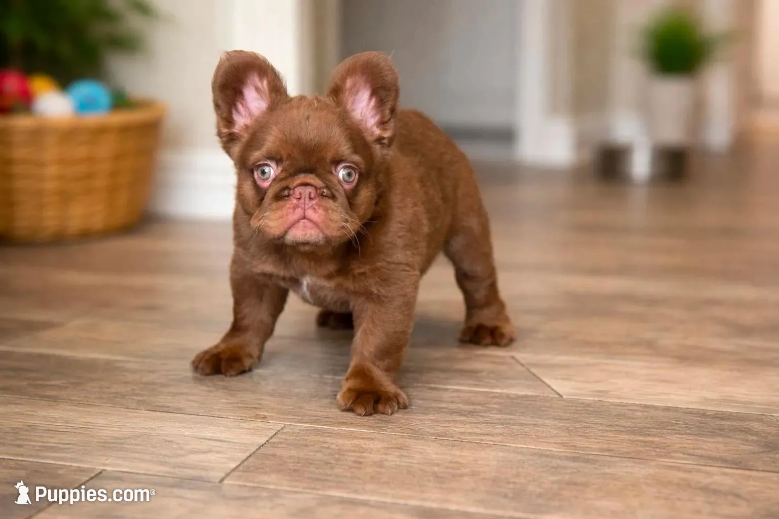 Sake – French Bulldog puppy for sale in Augusta, GA