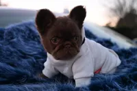 Sake, a male French Bulldog for sale in Augusta, GA – Photo 5 of 7