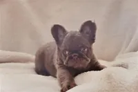 Sake, a male French Bulldog for sale in Augusta, GA – Photo 2 of 7