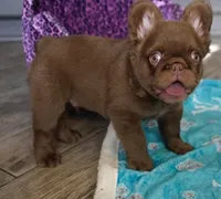 Sake, a male French Bulldog for sale in Augusta, GA – Photo 7 of 10