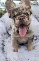 Cash | Rojo Merle Fluffy  Frenchie Puppy | Ready Now, a male French Bulldog for sale in Augusta, GA – 6 of 6