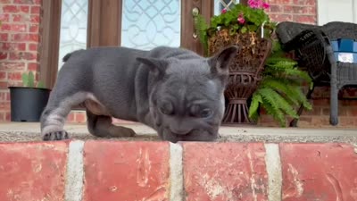 Sunshine | Blue and Tan Female Frenchie Puppy, a female French Bulldog for sale in Augusta, GA – 7 of 7