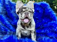 Cash | Rojo Merle Fluffy  Frenchie Puppy | Ready Now, a male French Bulldog for sale in Augusta, GA – 9 of 10
