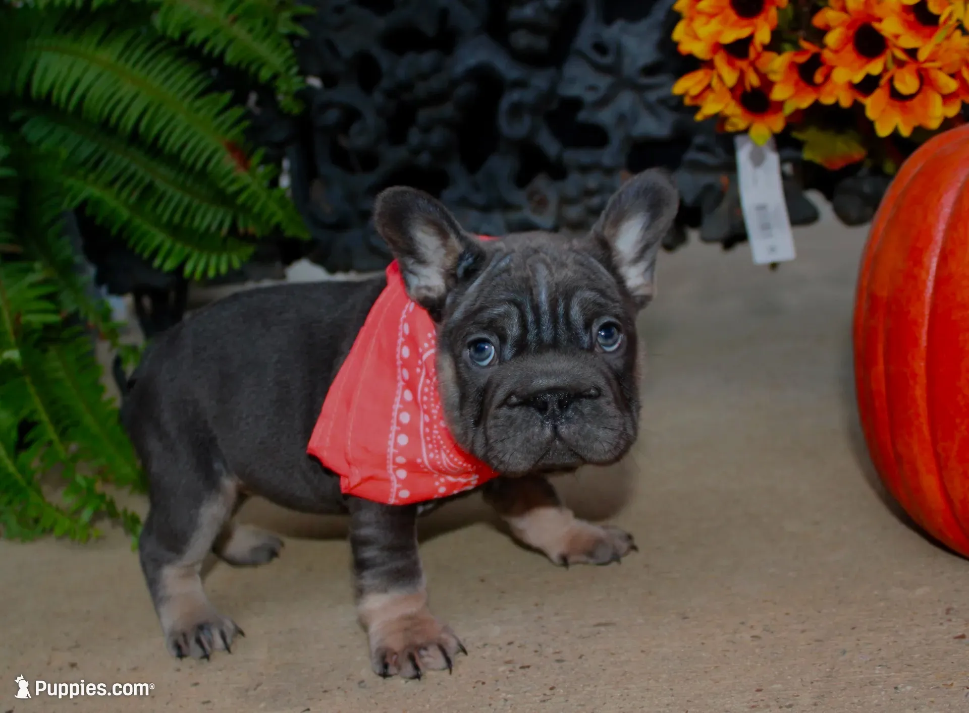 Sunshine | Blue and Tan Female Frenchie Puppy, a female French Bulldog for sale in Augusta, GA – 3 of 9