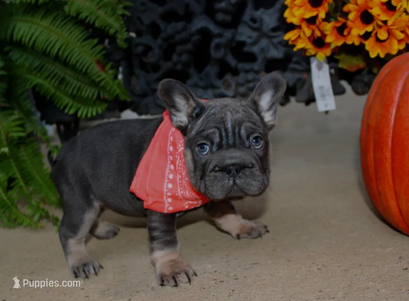 Sunshine | Blue and Tan Female Frenchie Puppy – French Bulldog puppy for sale in Augusta, GA