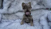Cash | Rojo Merle Fluffy  Frenchie Puppy | Ready Now, a male French Bulldog for sale in Augusta, GA – 1 of 10