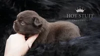 Kingpin | Rojo | Fluffy | French Bulldog , a male French Bulldog for sale in Augusta, GA – 3 of 4