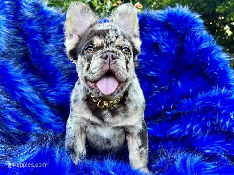 Cash | Rojo Merle Fluffy  Frenchie Puppy | Ready Now – French Bulldog puppy for sale in Augusta, GA