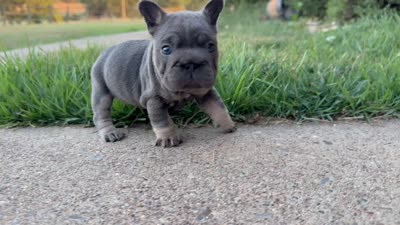 Sunshine | Blue and Tan Female Frenchie Puppy, a female French Bulldog for sale in Augusta, GA – 3 of 7