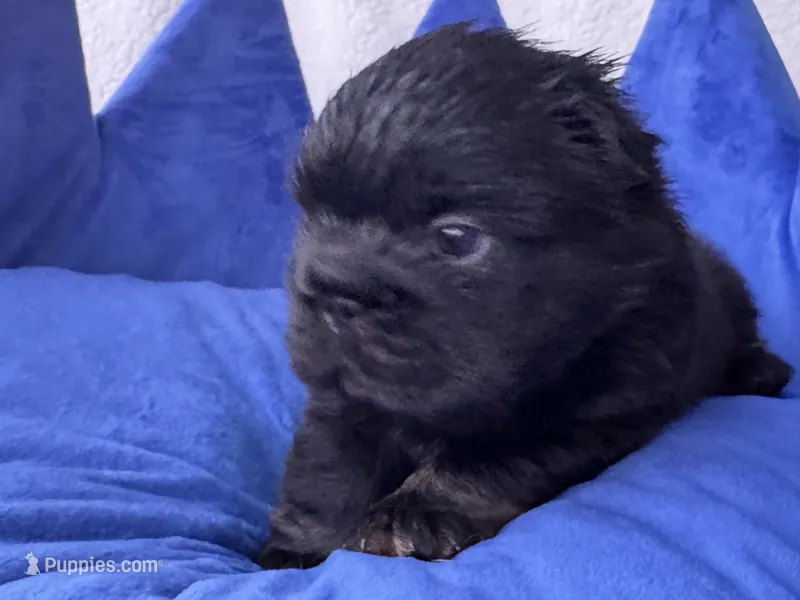 Maverick – French Bulldog puppy on hold in Augusta, GA