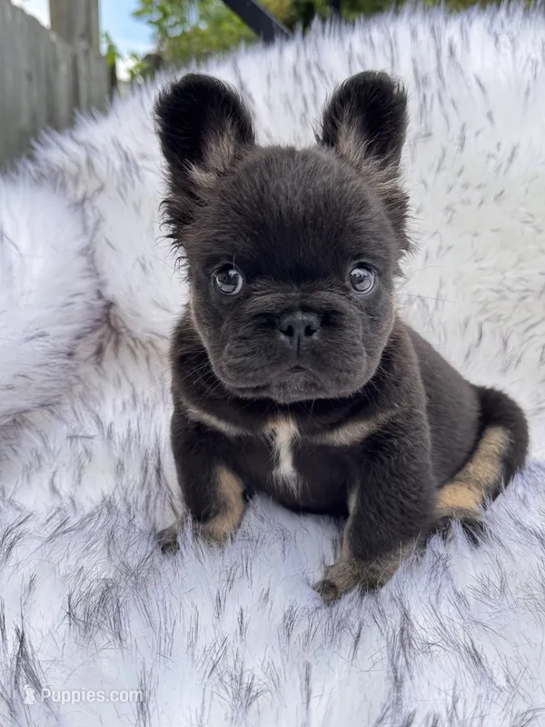 Shy Baby , a male French Bulldog for sale in Augusta, GA – 1 of 4